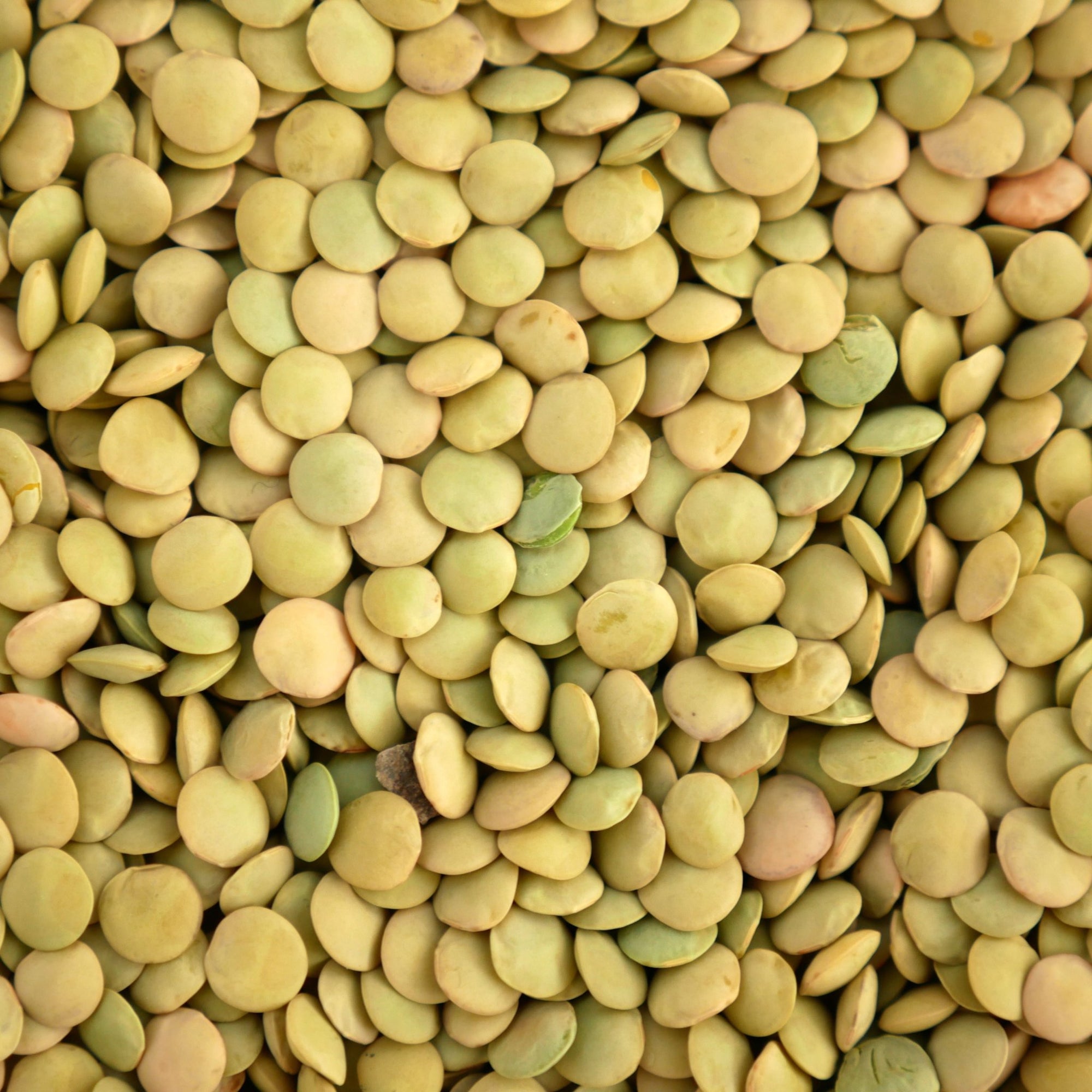 Lentils - soofercoinc